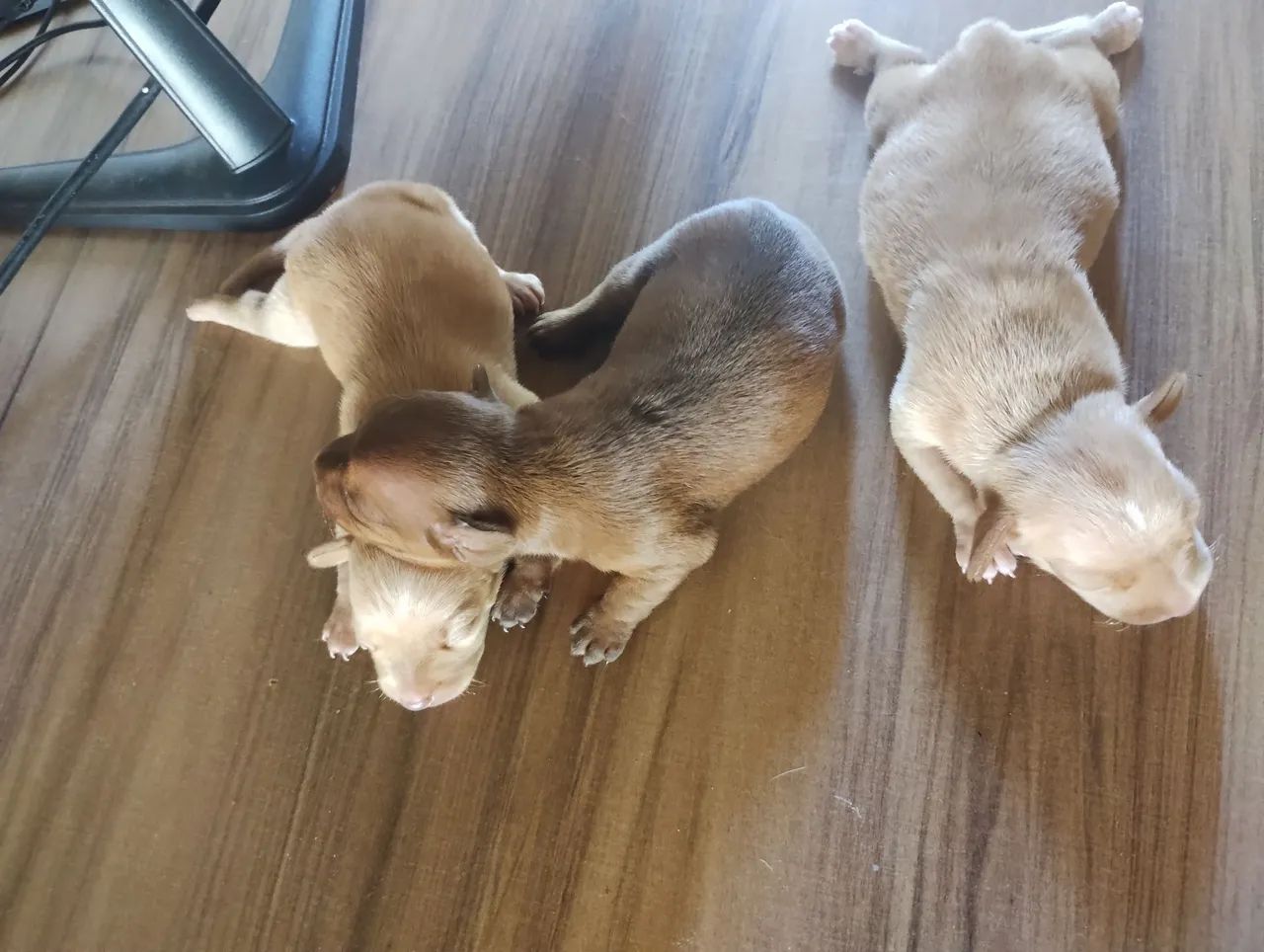 Pinscher pedigree nó 1 - Foto 2