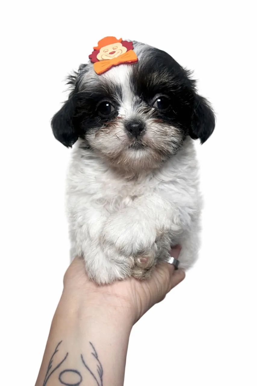 Shih-tzu macho com 50 dias vacinado 