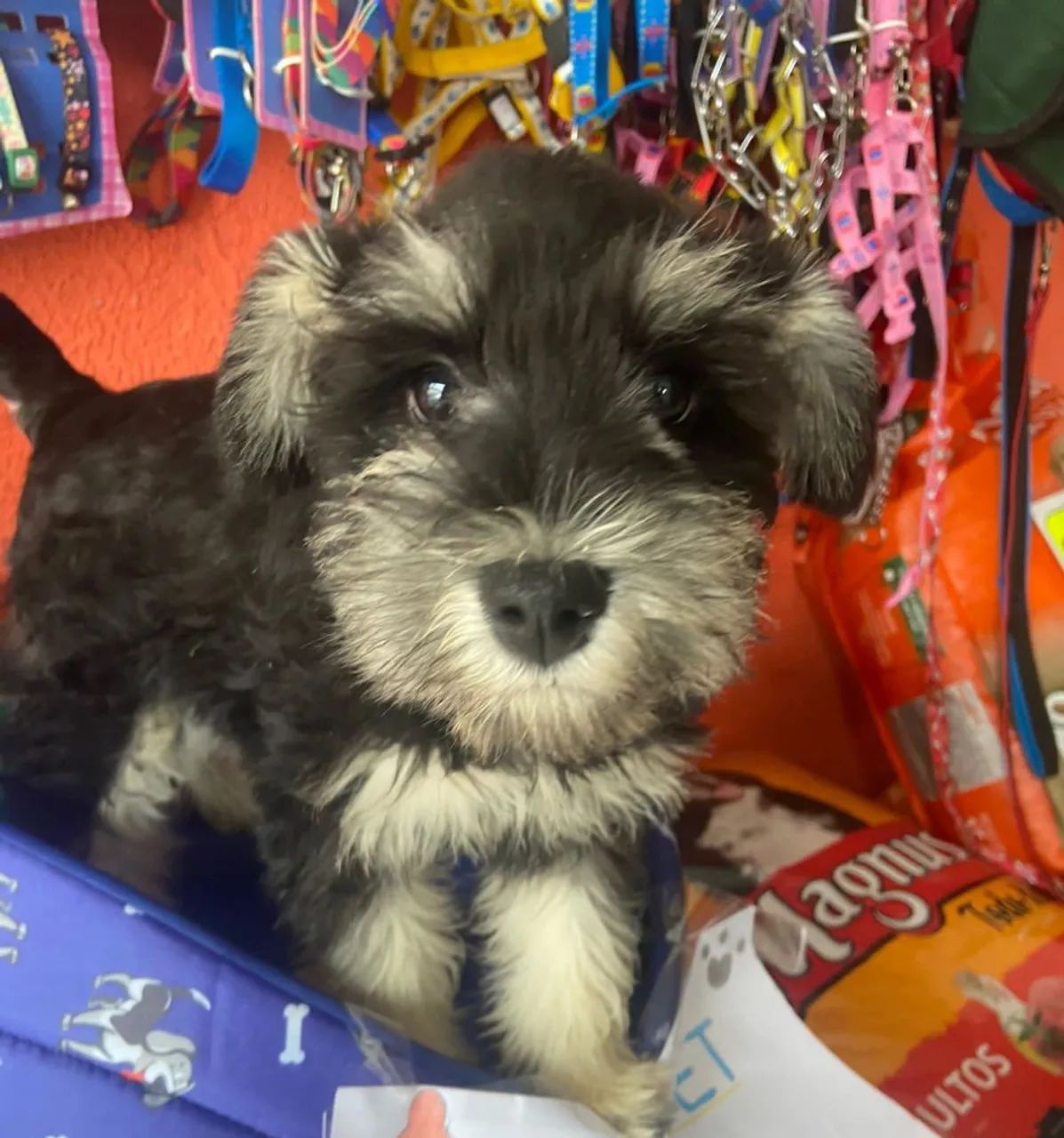 Belíssimo Filhotes Schnauzer Miniatura machos e fêmeas  - Foto 5