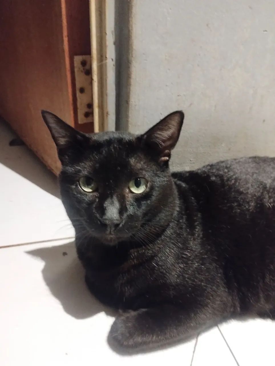 Gatinho - Doação 