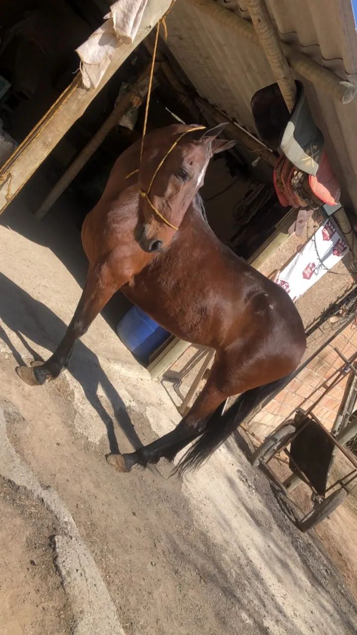 cavalo - Foto 4