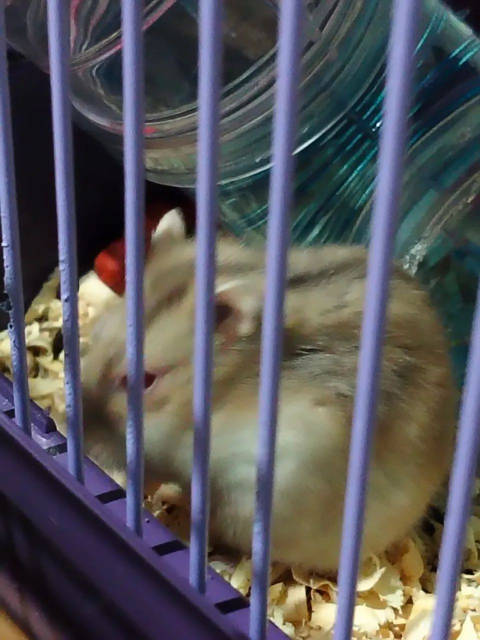 Hamster  - Foto 3