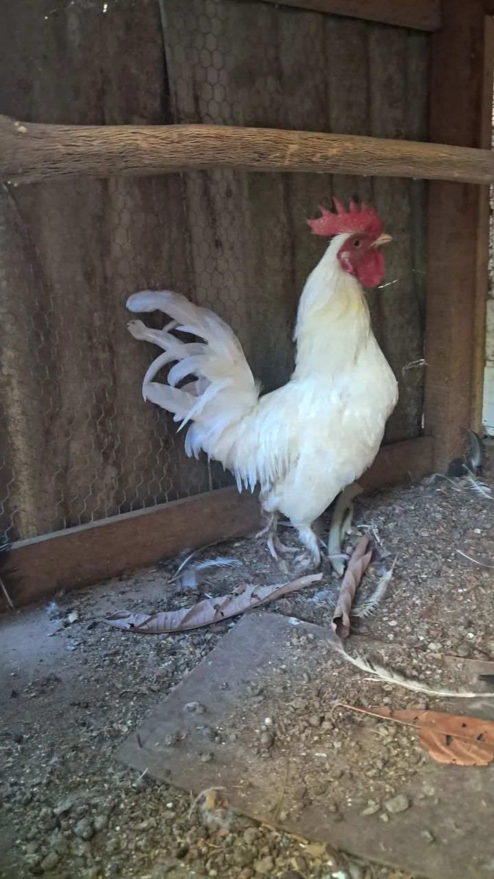 Frango Nagasaki e um galo garnize - Foto 4