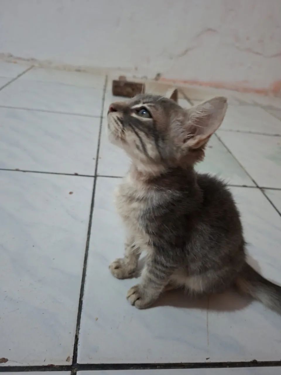 GATINHO MACHO PARA ADOÇÃO  - Foto 3