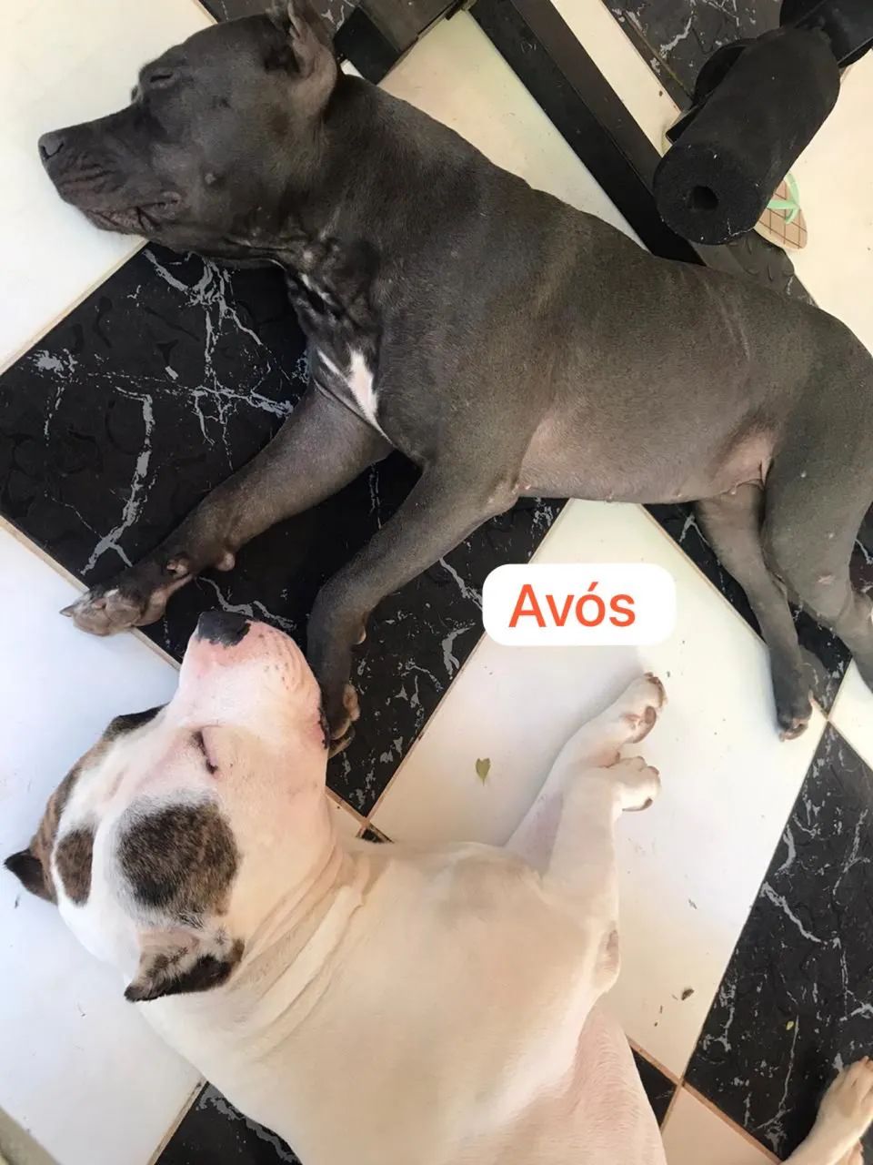 Pitbull  - Foto 4