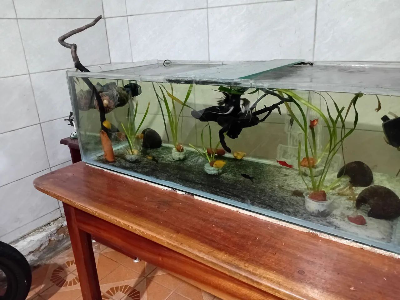 Aquário  - Foto 2