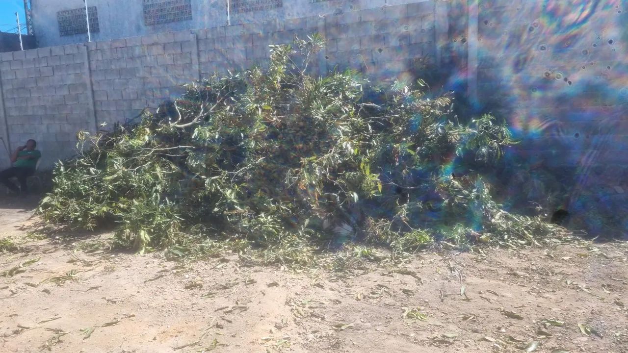 Poldas e cortes de árvores toda Maceió  - Foto 4