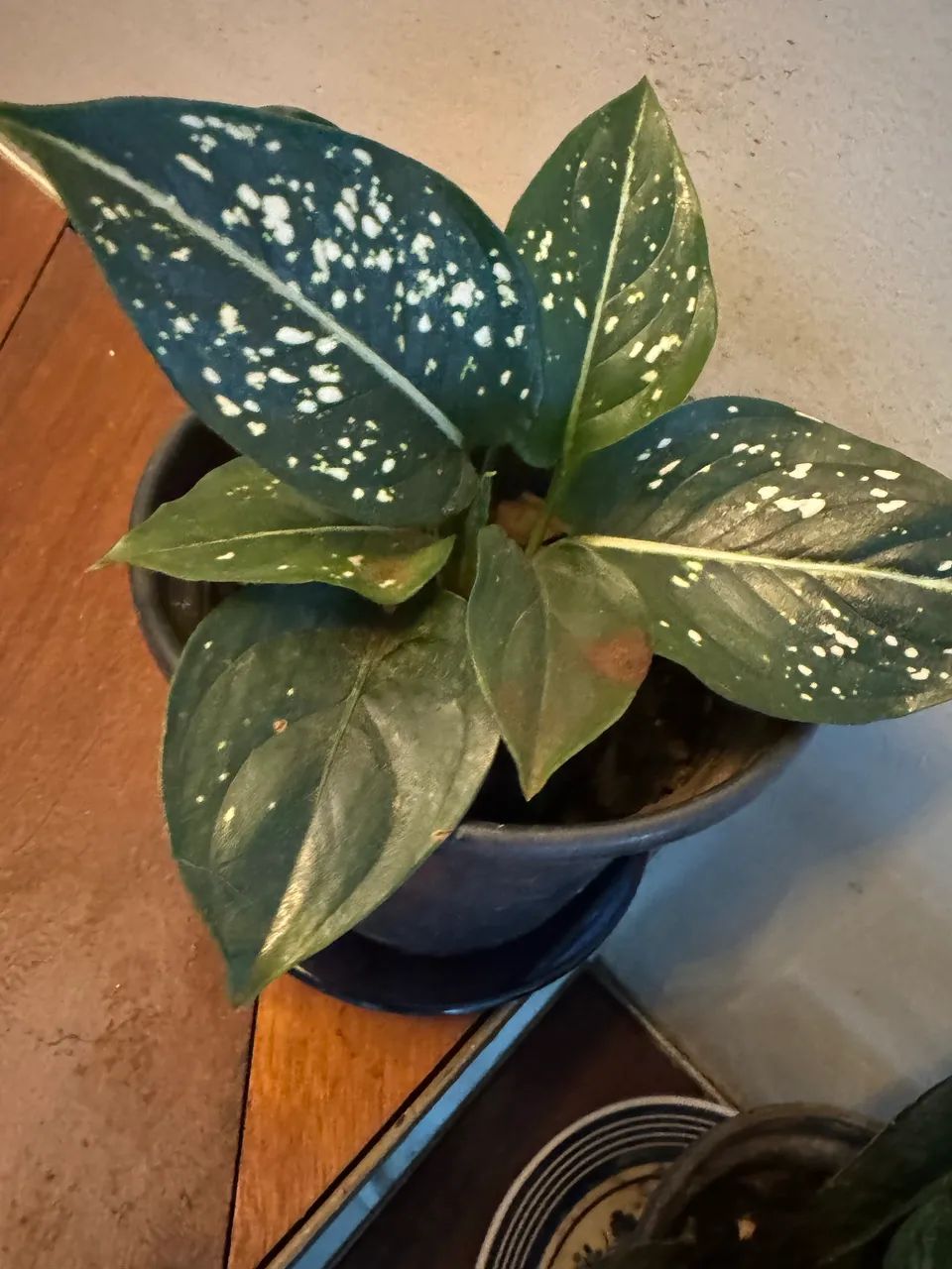 Plantas vasinhos  - Foto 3