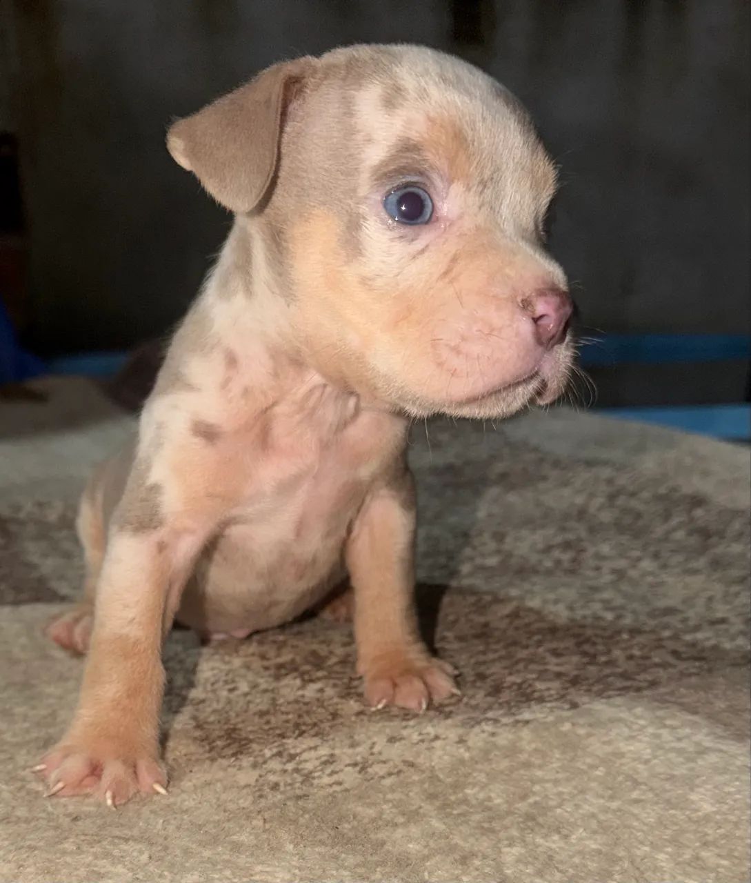 American bully pocket 