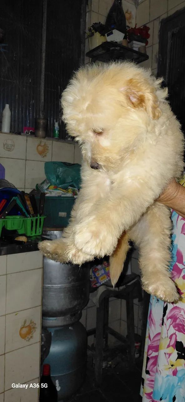 Vendo filhotinho de poodle n 01 - Foto 2