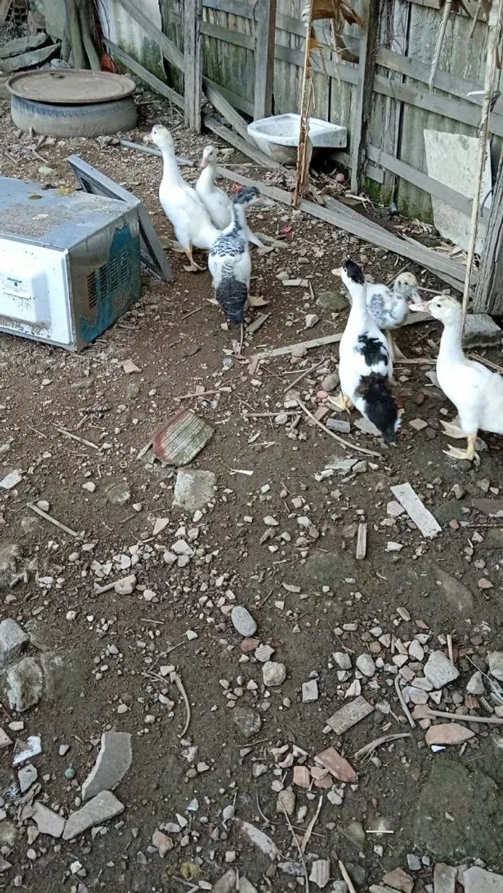 Patos - Foto 2
