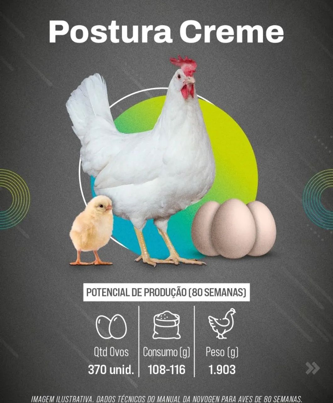 Últimas unidades de poedeiras Tinted  - Foto 2