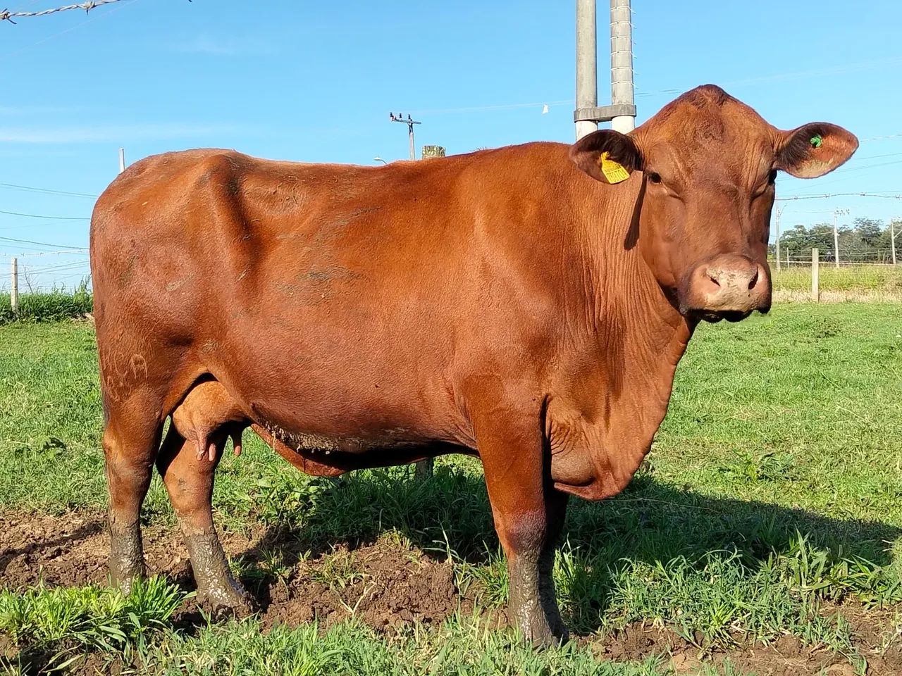 Vacas Senepol e novilhas PO