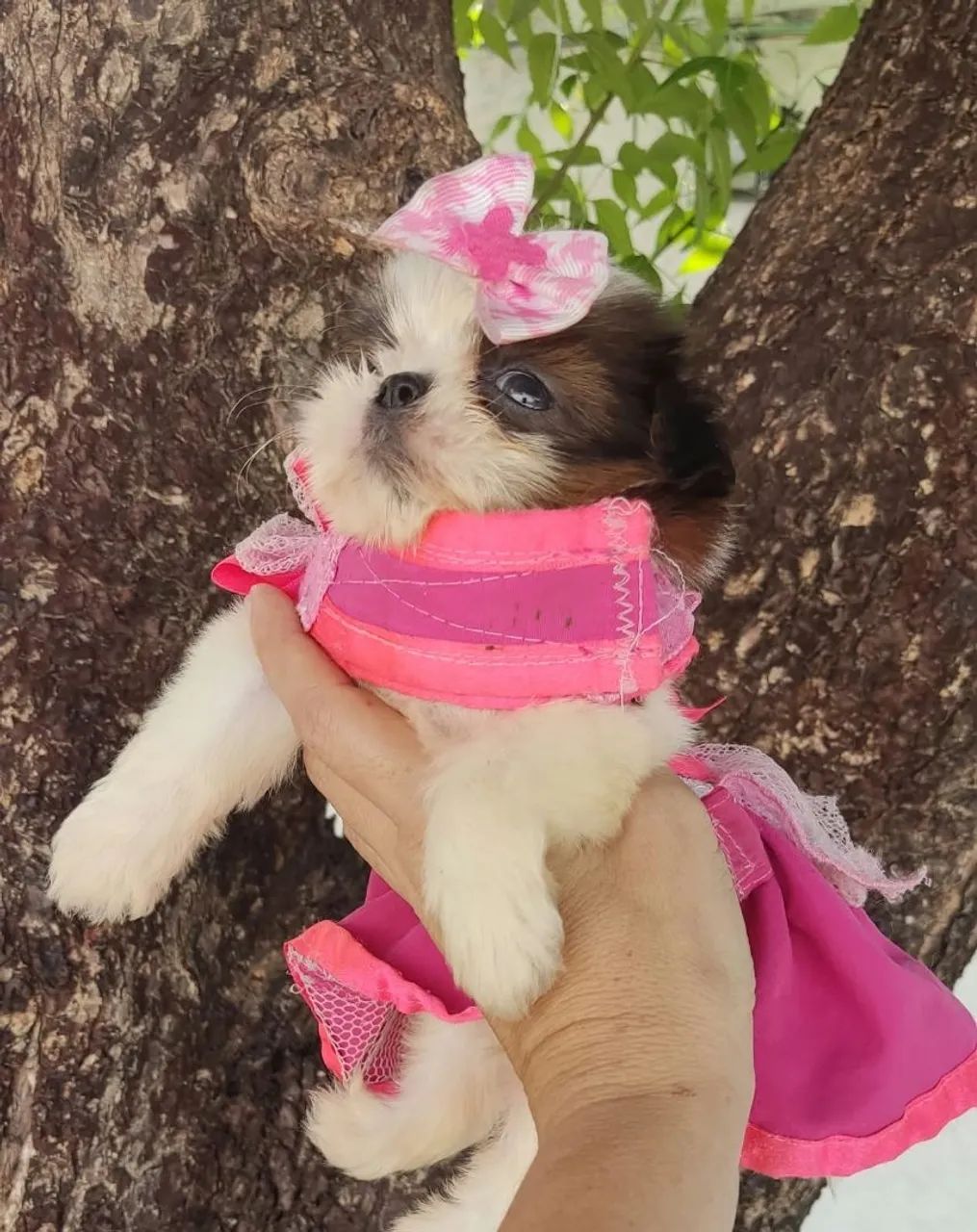 Vendo Shitzu fêmea micro ?