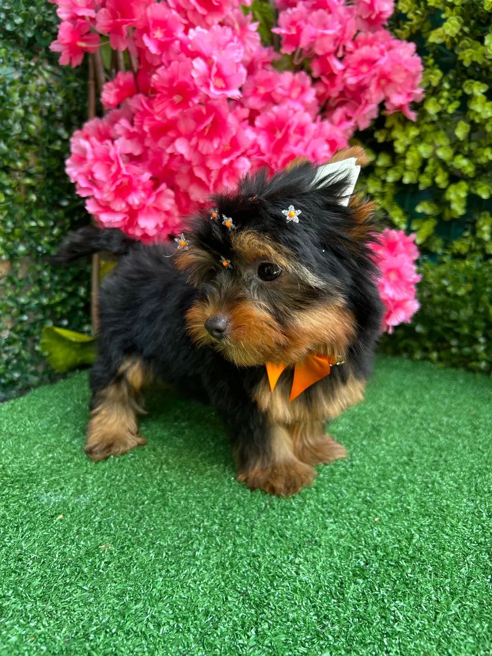 Yorshire Terrier  - Foto 4