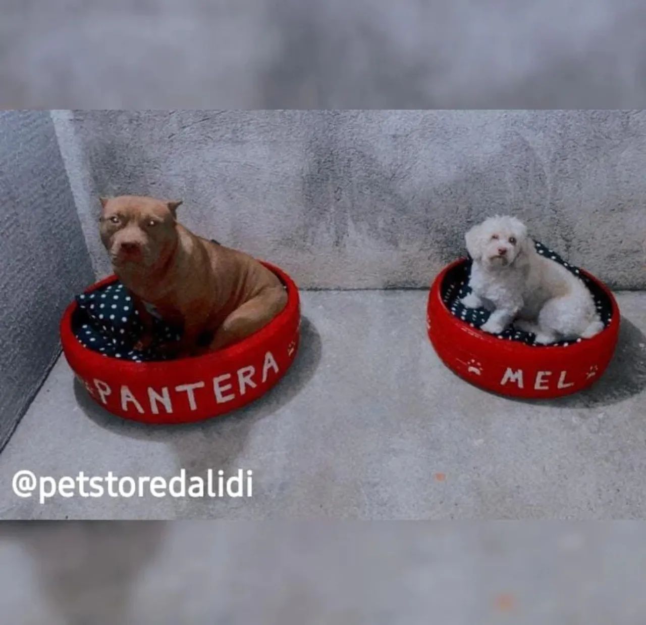 Cama Pet Personalizada  - Foto 3