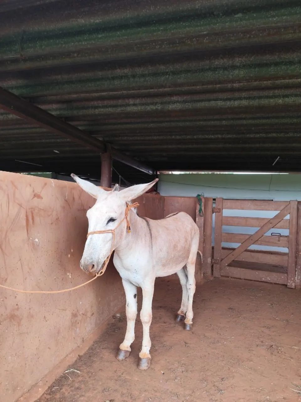 Jumento manso e saudável  - Foto 4