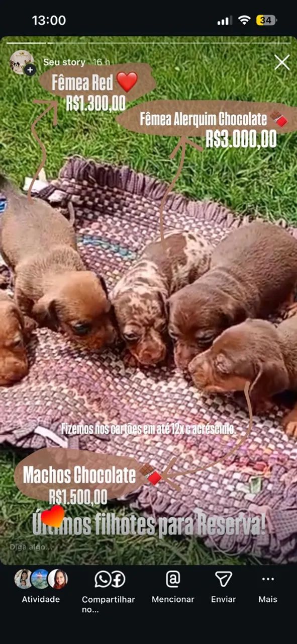 Dachshund - Salsicha  - Foto 5