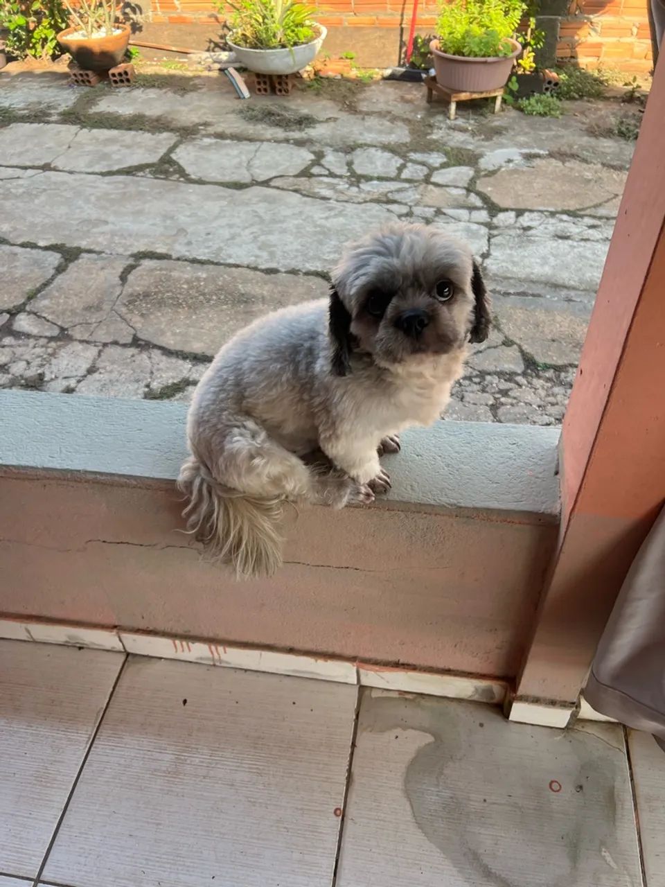 Cachorro macho shitszu  - Foto 4