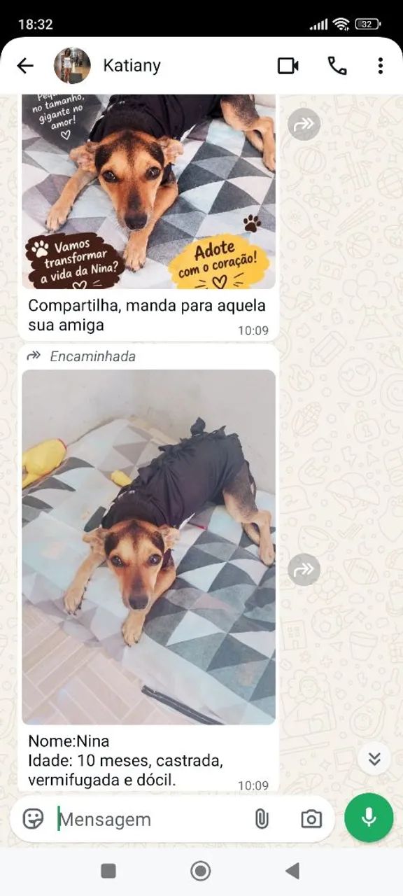 Cachorrinha  - Foto 2