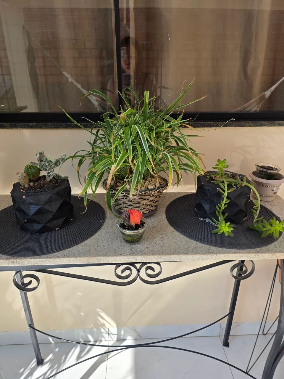 Plantas - Foto 4
