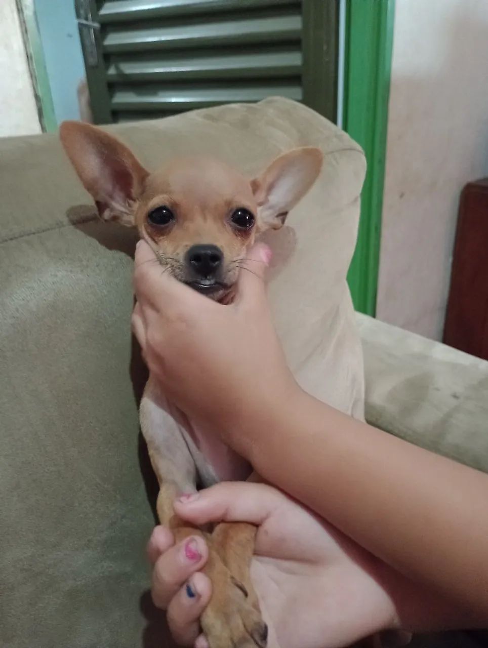 Pinscher - Foto 2