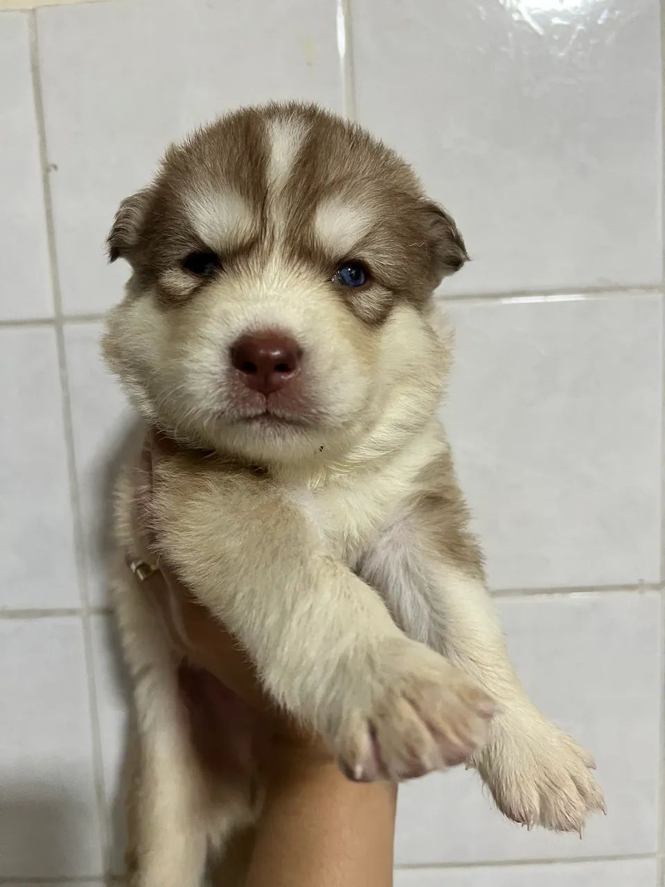Husky siberiano filhotes - Foto 4