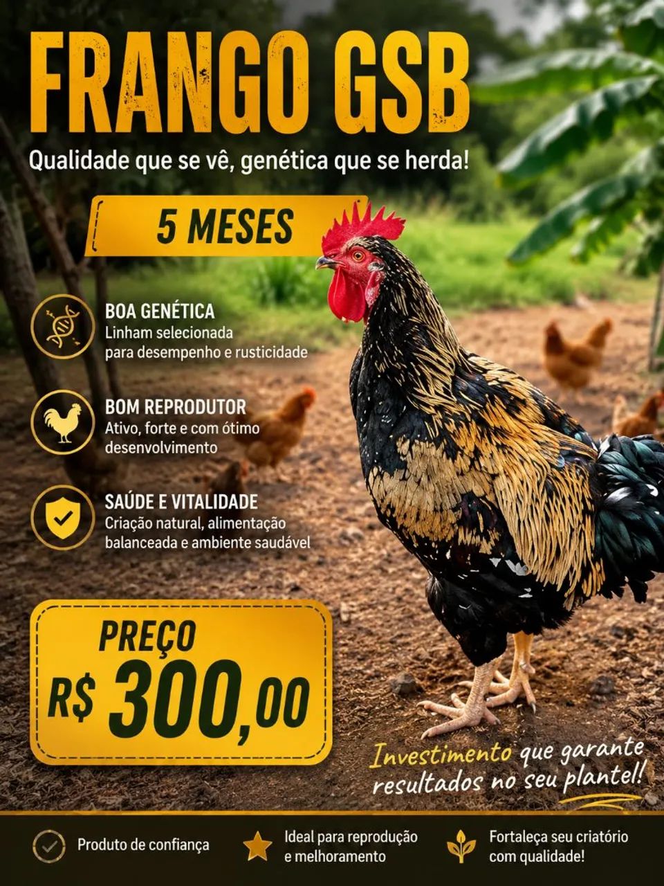 Galo gsb