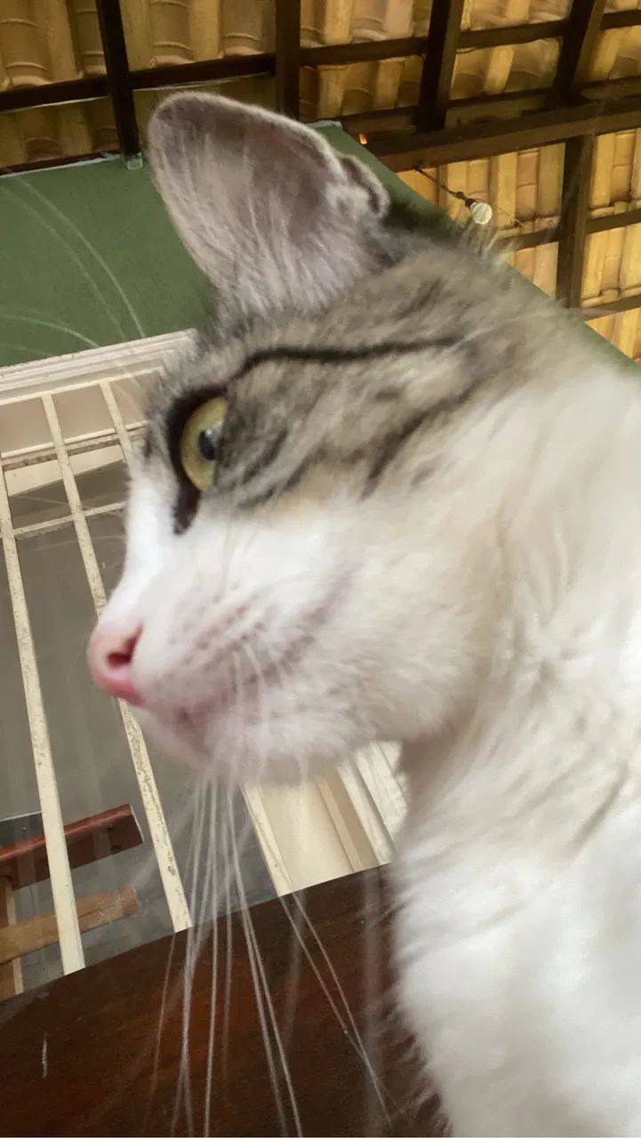 Doação de gato  - Foto 5