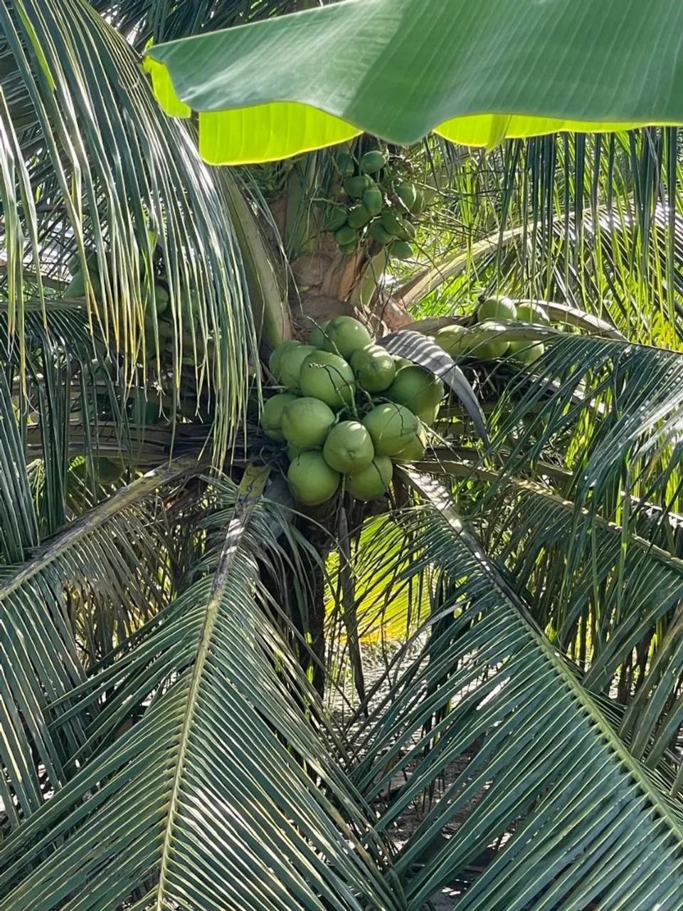 COQUEIRO ANÃO  - Foto 4