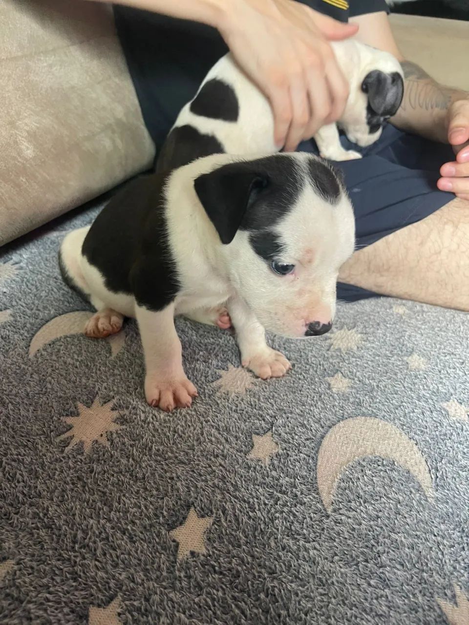 Lindos filhotes de pitbull  - Foto 2