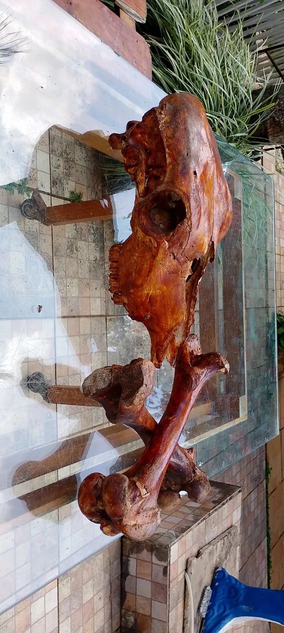 Crânio boi com ossos cruzados - Foto 5