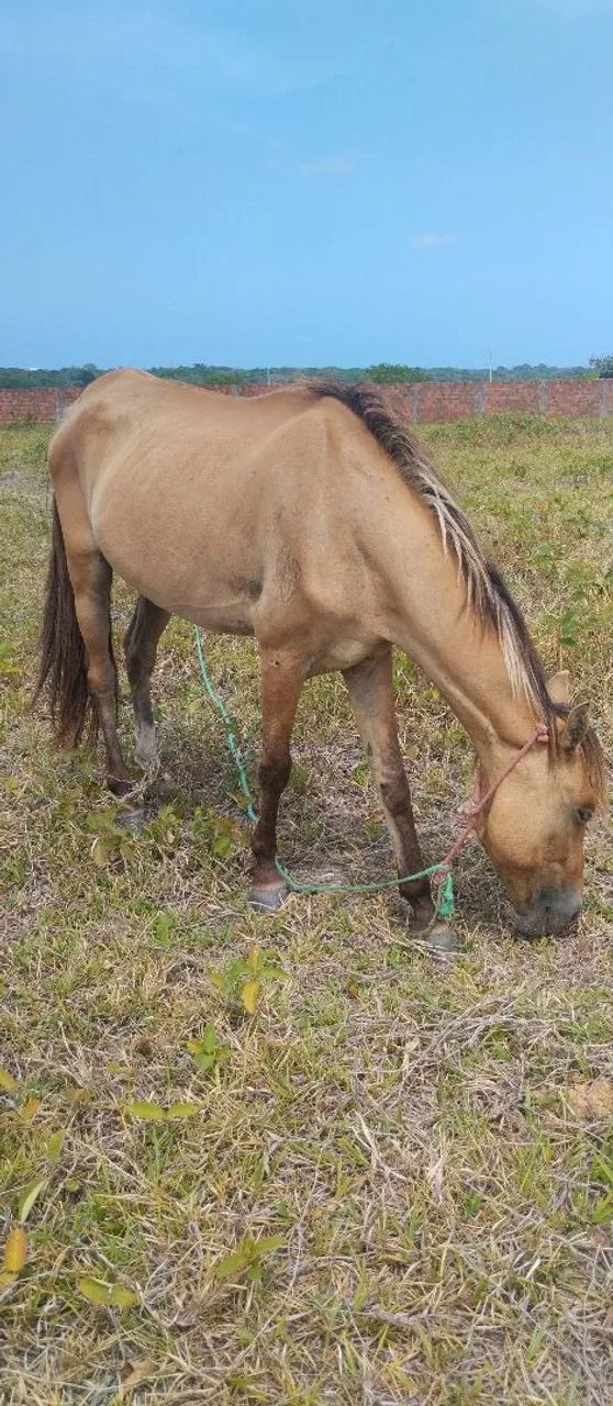 Égua pra vender e trocar  - Foto 2