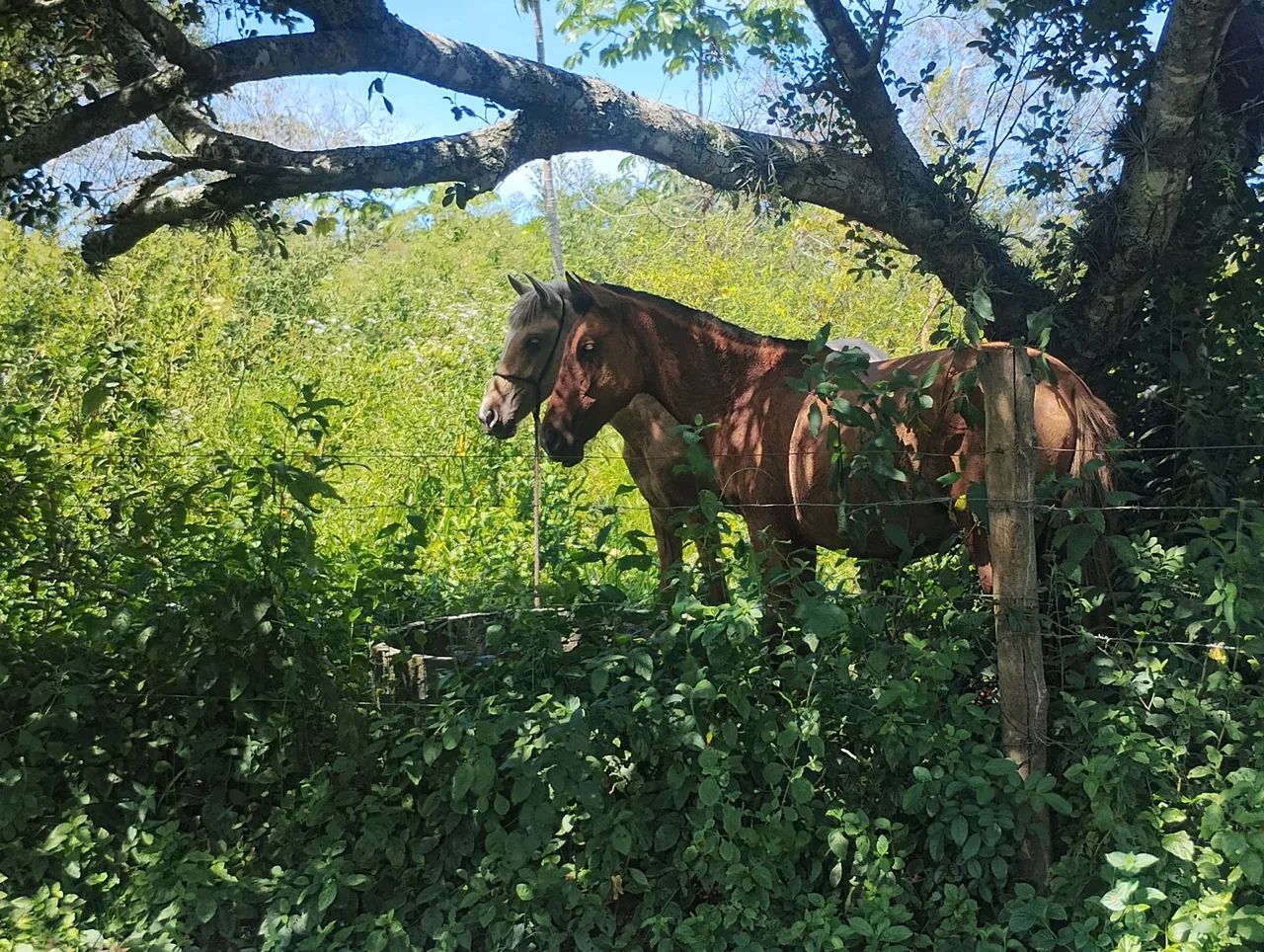 Cavalos puros de origem a venda