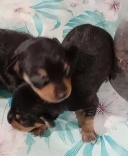 filhote de pinscher  - Foto 3