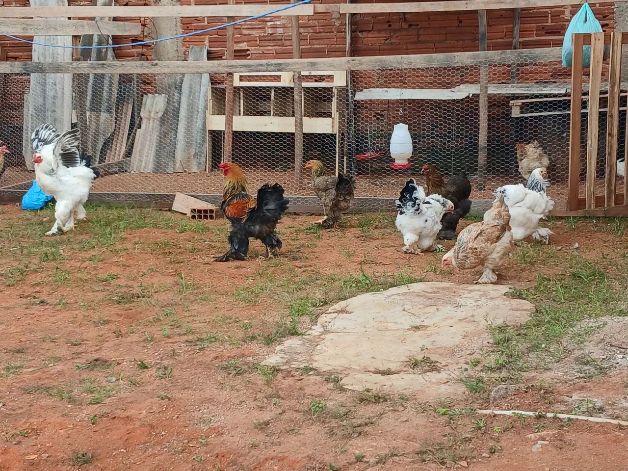 Ovos galados galinha brahma - Foto 4