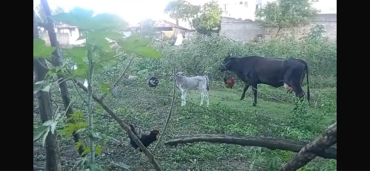 Vaca parida  - Foto 3