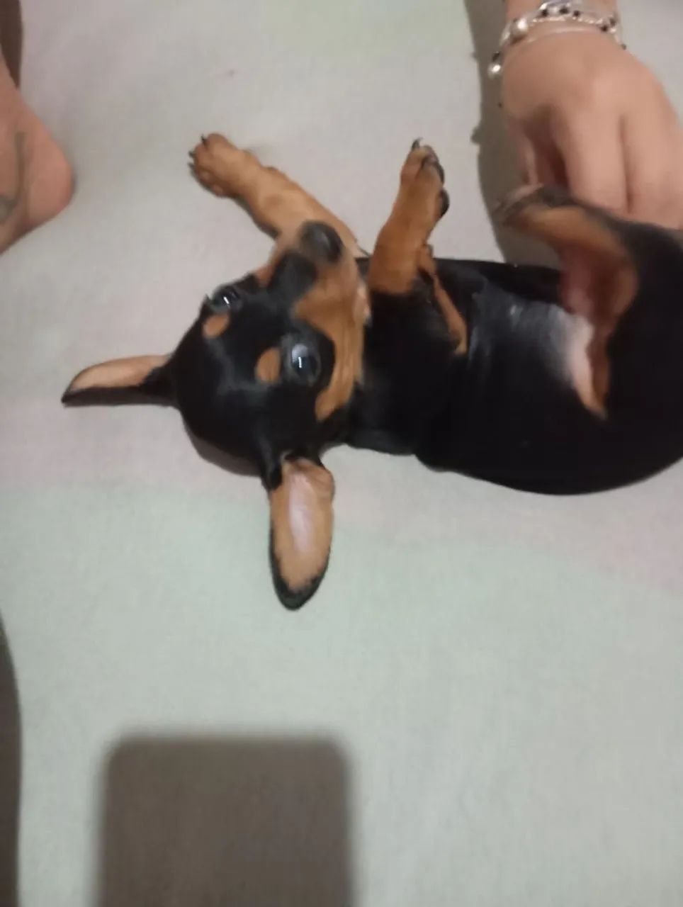 Cachorro ?
