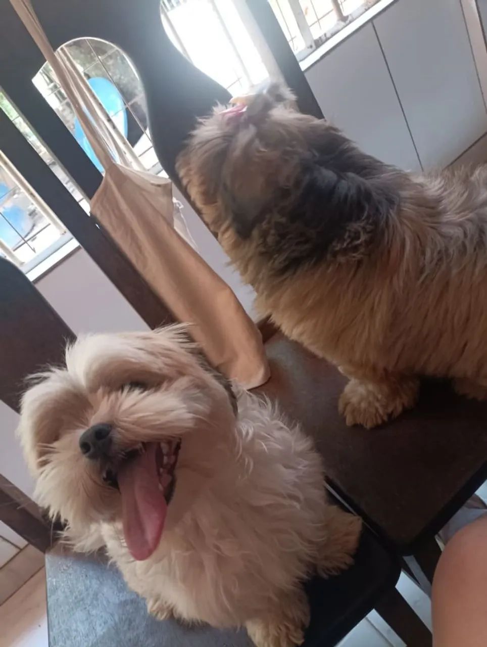Doação de shitzu  - Foto 2