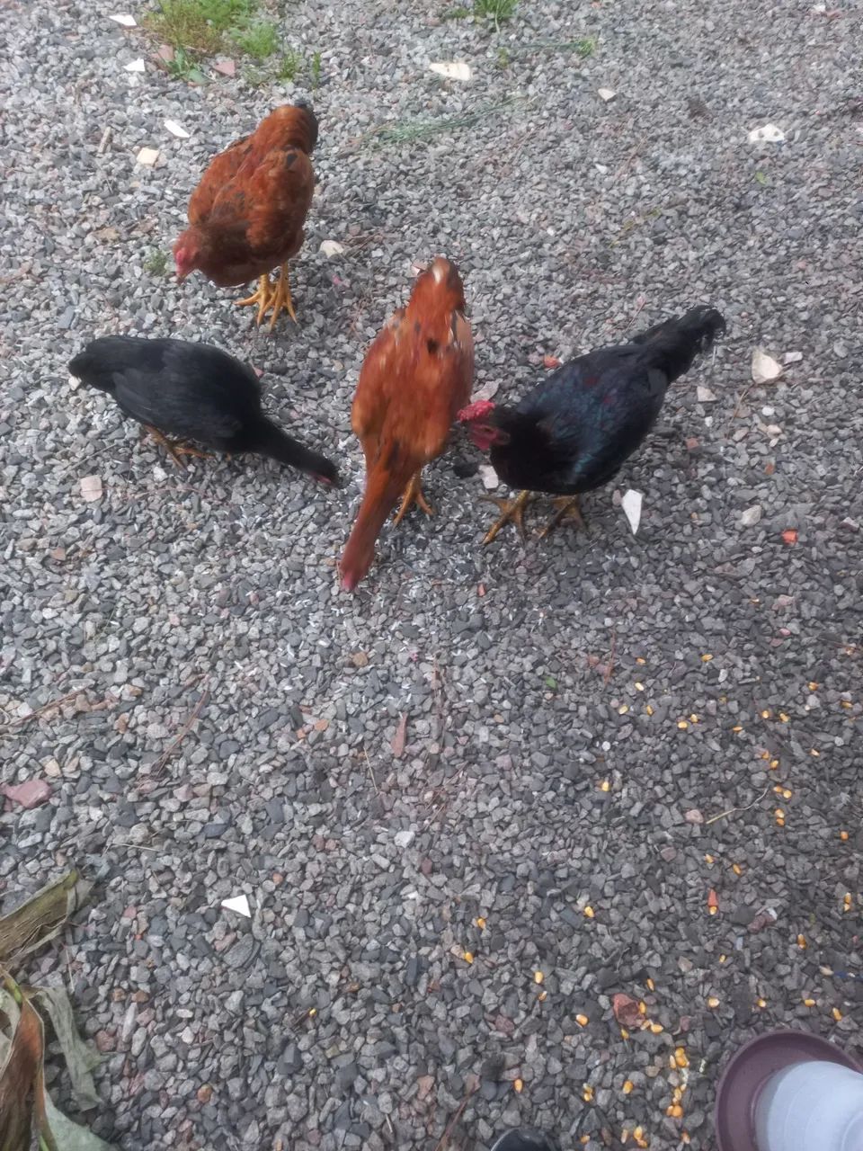 Galo caipira, dócil come na mão. - Foto 4