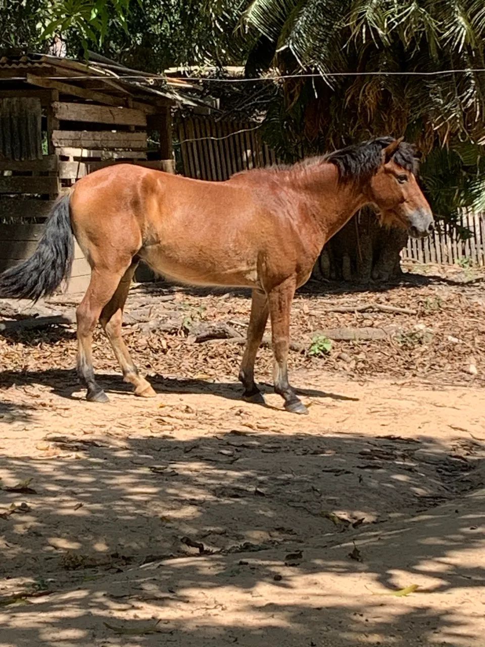 Cavalo 