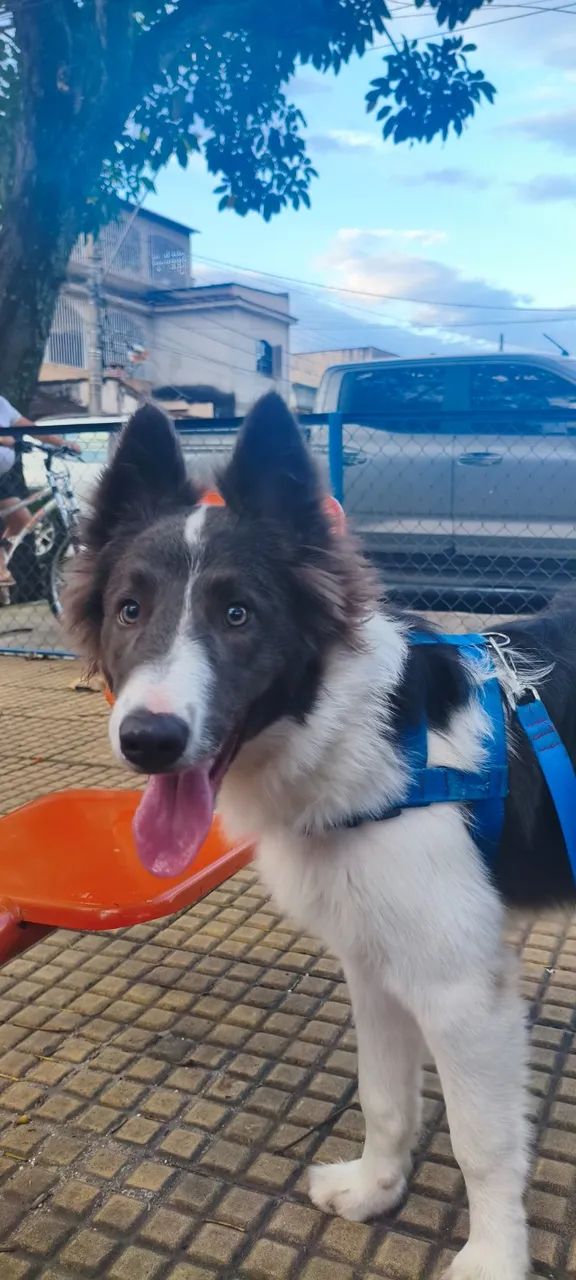 Border collie  - Foto 4