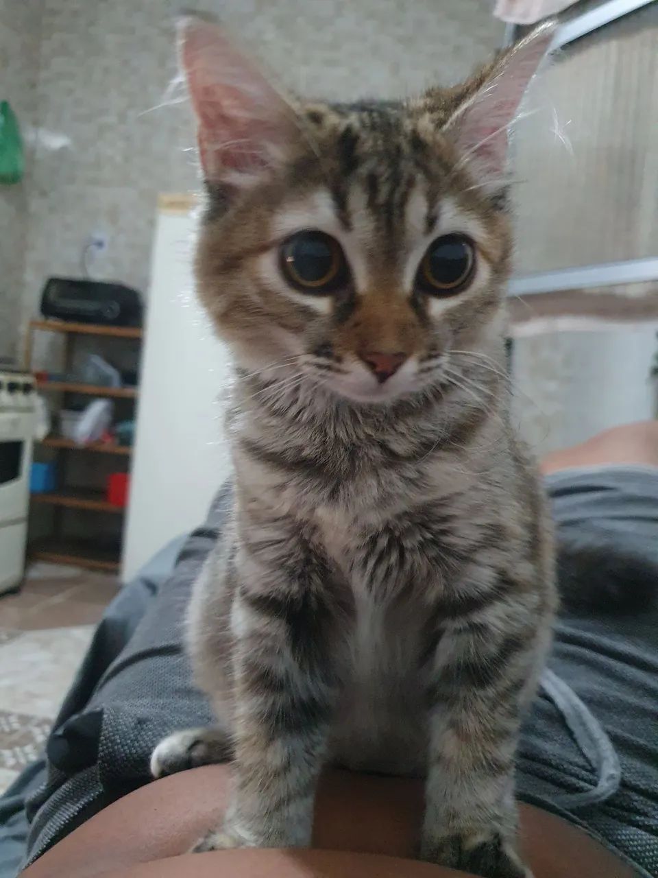Adoção responsável  - Foto 2