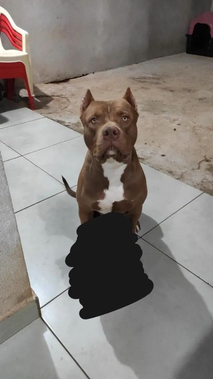 DOAÇÃO RESPONSÁVEL - PITBULL MACHO - Foto 2