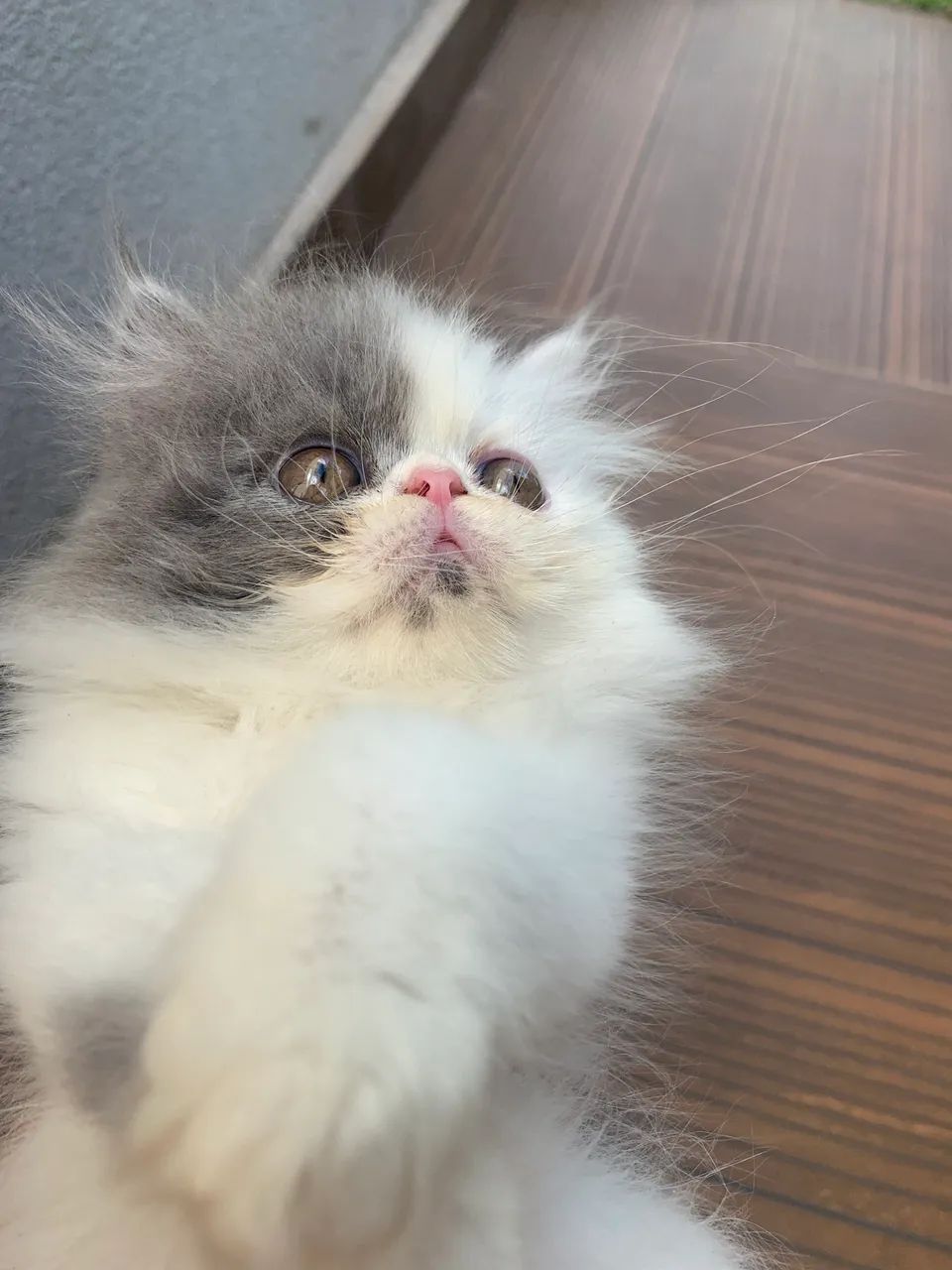 Gato persa macho 
