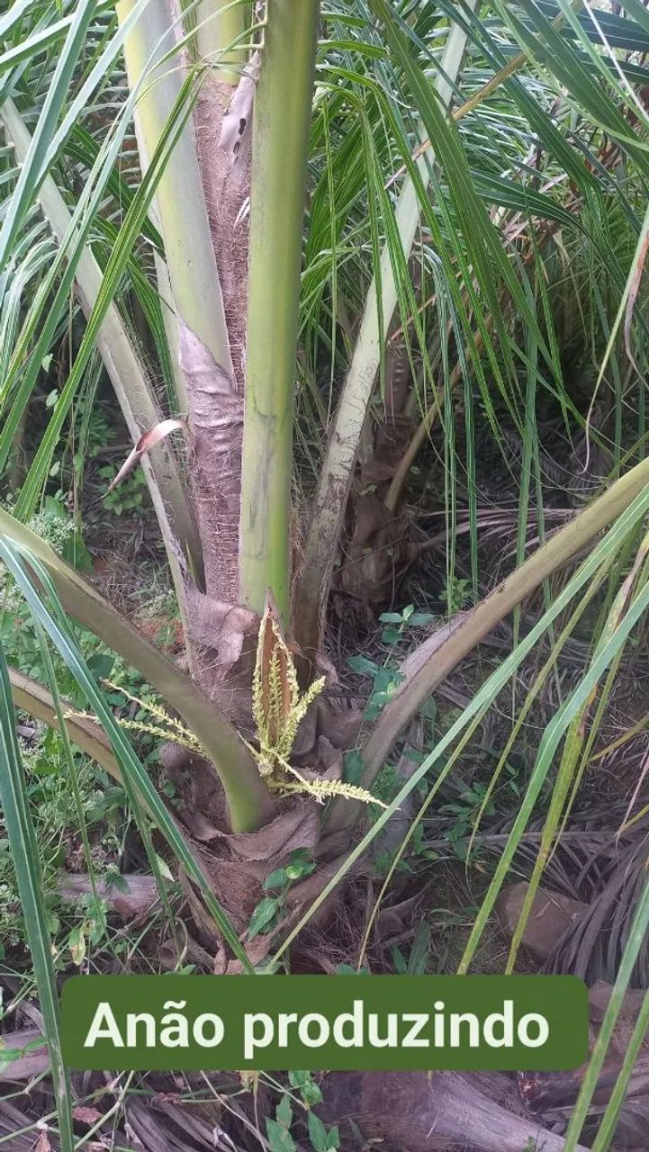 Mudas de coco anao verde. Favor ler o anúncio.  - Foto 3