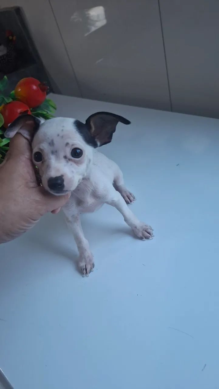 Pincher 