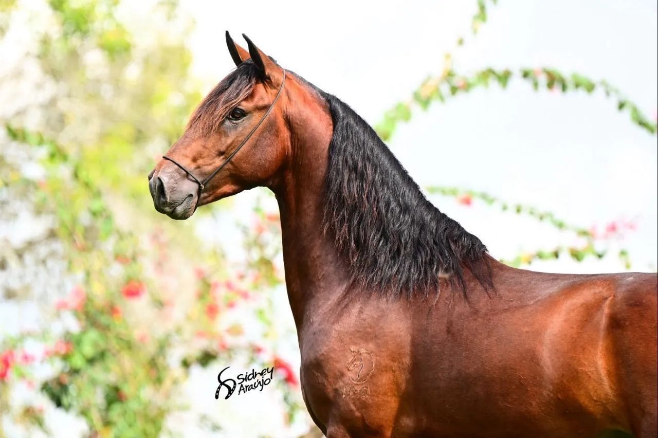 Cavalo mangalarga registrado de batida - Foto 2