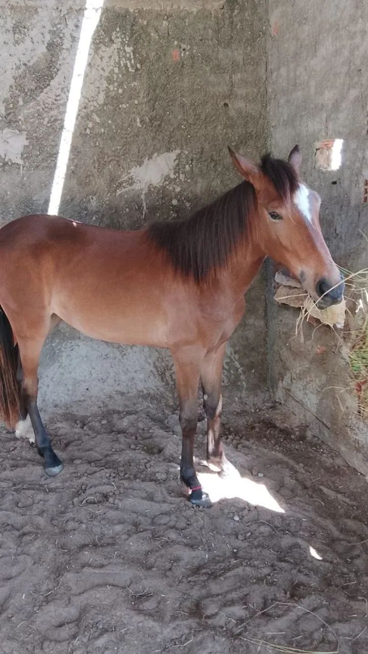Égua 1ano e 8 meses pra vender  não aceito trocas só pra vender mesmo  - Foto 5