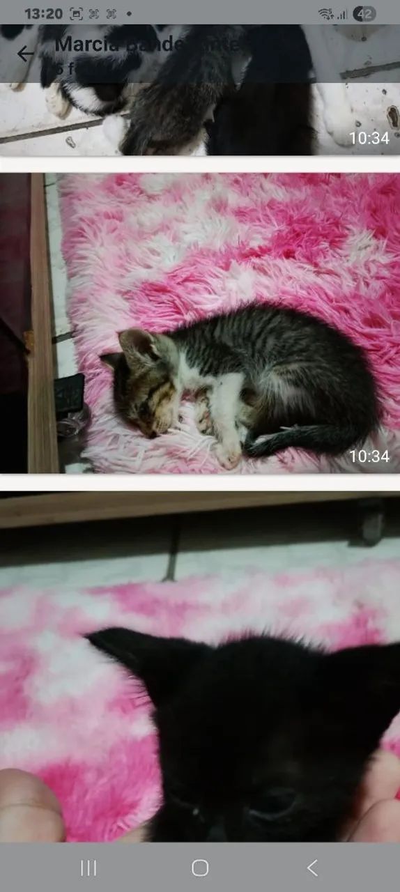  lindos gatinhos para adoção  - Foto 5